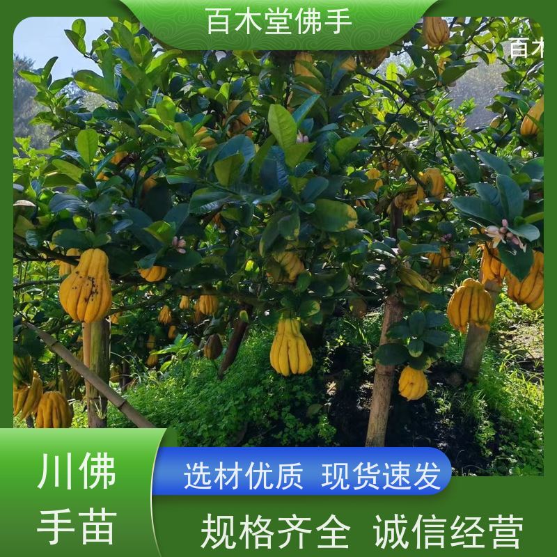百木堂 金佛手苗 生长环境适应性强 园林景区栽植