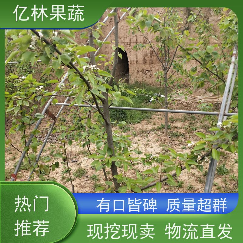 新品种亿林果蔬 秋月 翠玉 玉露香梨 黄金梨苗基地 品种全口感好