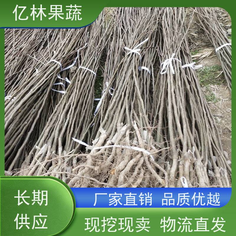 带土发货 澳红一号亿林果蔬 采摘方便 果大匀称 工程绿化果树