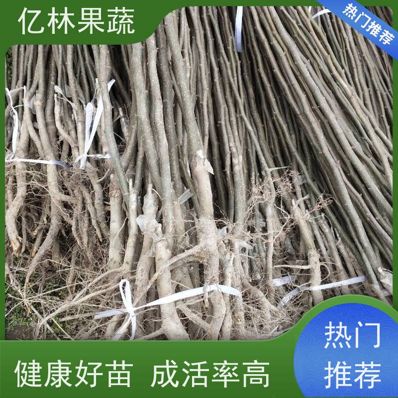 1-3公分香酥亿林果蔬根系发达 秋月梨树果实大小 亿林果蔬