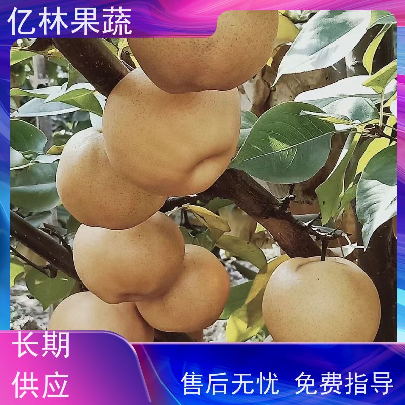 基地批发 现挖嫁接亿林果蔬 秋月梨苗结果状 树势强健 适应性广