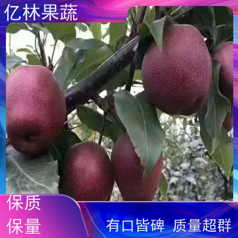 早红考蜜斯梨树 彩虹亿林果蔬 粗两公分 三公分现挖现发 品种齐全
