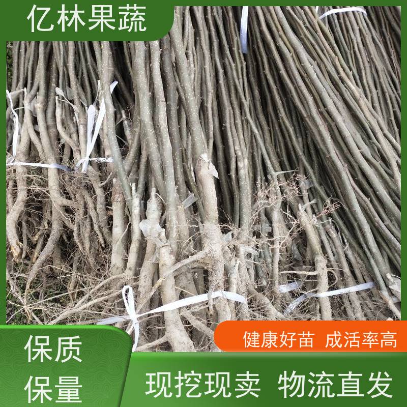 苗木合作社自营基地供应野亿林果蔬 价格可谈量大从优 免费技术支持