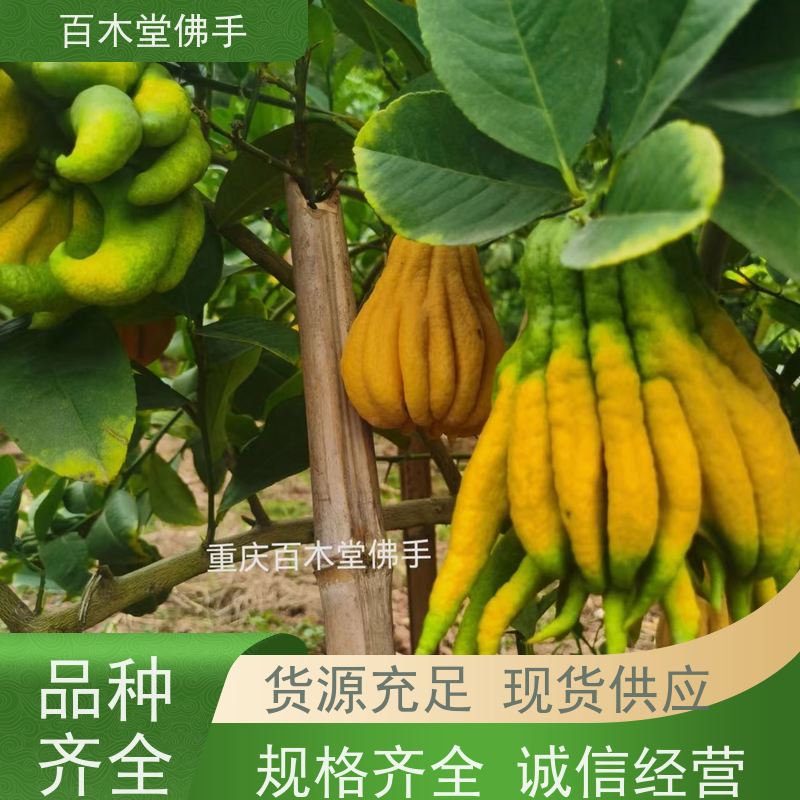 百木堂 广佛手苗种植技术 高成活率 较耐干旱 用于庭院装饰