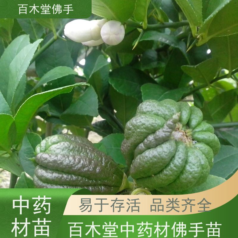 百木堂园林景区栽植金银花种植高成活率 美丽多姿