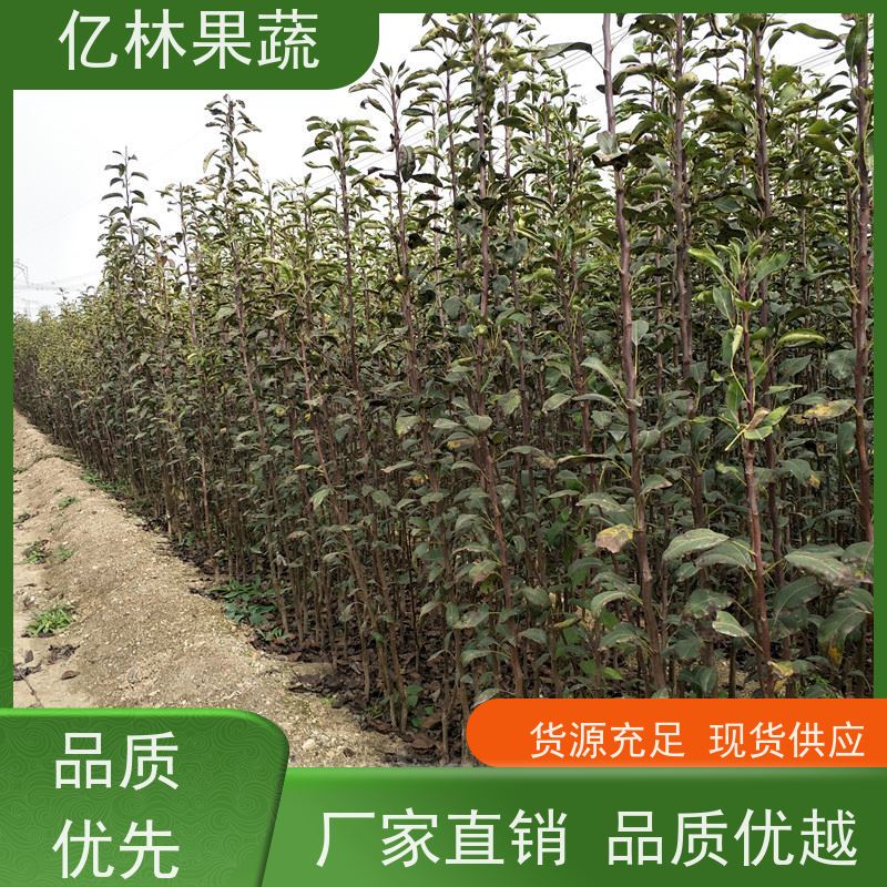 基地供应 园林嫁接桃苗 南北方种植 桃树果树苗 果实饱满味道好