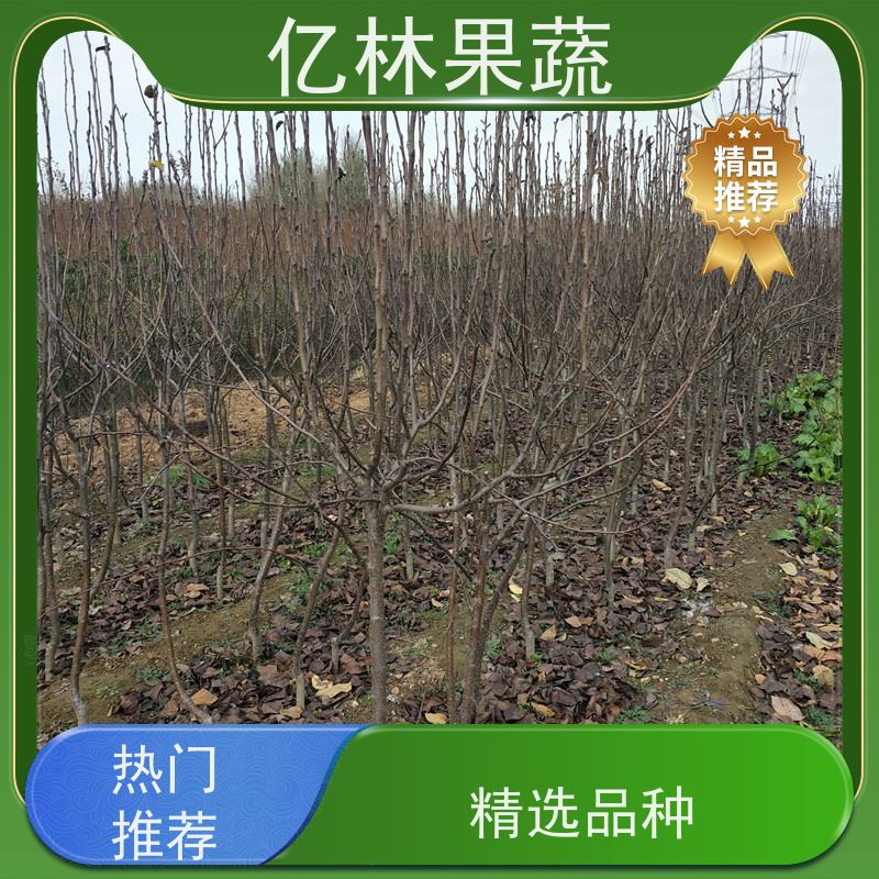 基地供应 晚熟桃树苗 嫁接技术指导 抗寒能力强 根系饱满成活率高