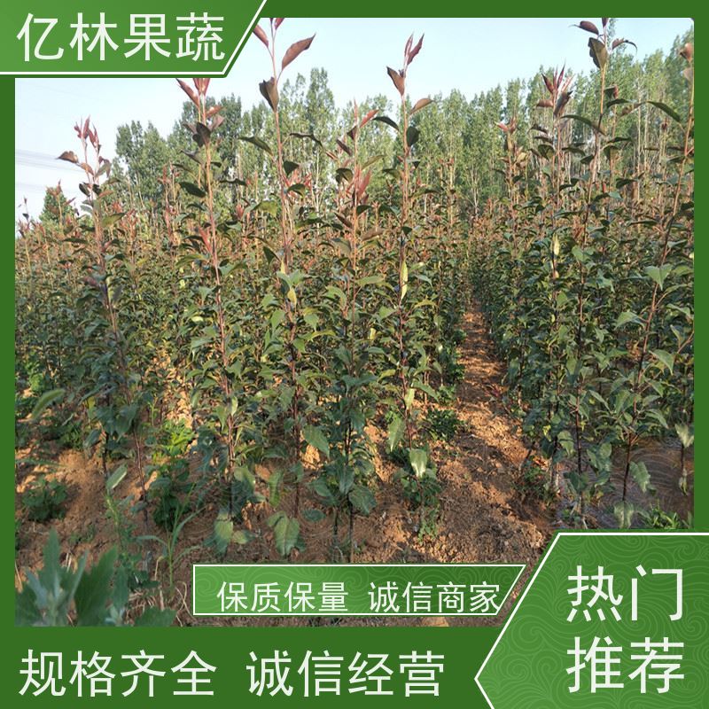 基地供应 秋彤桃 园林绿化果树苗 抗寒能力强 成活率高