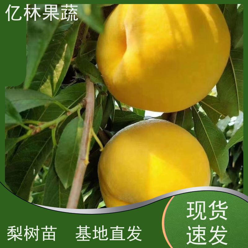 亿林苗木 油桃苗 新品种挑苗 香甜可口 根系饱满成活率高