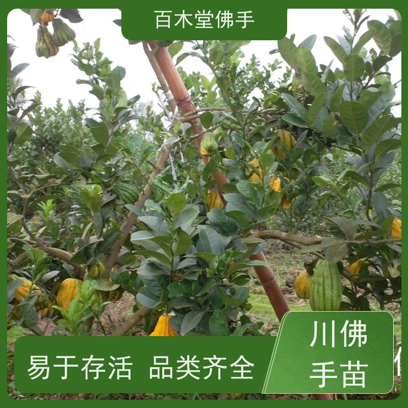 百木堂 重 庆佛手苗 枝叶紧密 美丽多姿 生长迅速