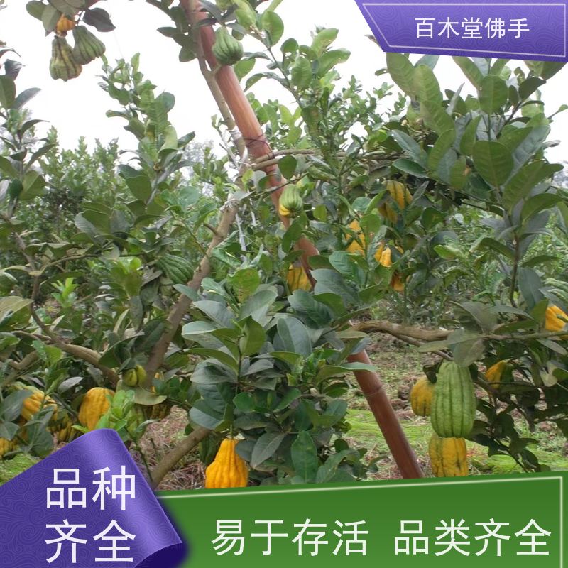 百木堂 重 庆佛手苗 枝叶紧密 美丽多姿 植株茂密