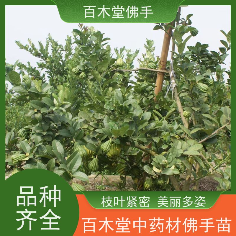 百木堂 万 州佛手 产量高 用途广泛 用于庭院装饰