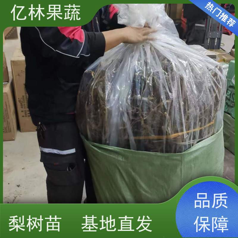 基地培育 黄桃苗 盆栽地栽庭院桃树苗苗 成活率高