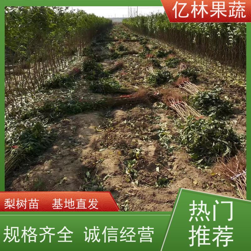 亿林苗木 园林嫁接桃苗 新品种挑苗 香甜可口 易栽培桃树苗