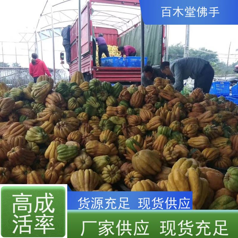 百木堂 川佛手 造型优美 易成活 道路绿化行道苗