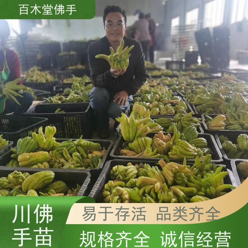 百木堂 广佛手 观赏植物 附加值高 城市景观绿化树 