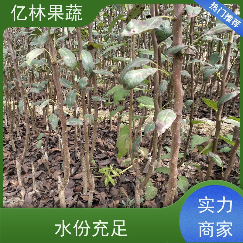 亿林苗木 晚熟桃树苗 特产果树桃幼苗 果实饱满味道好