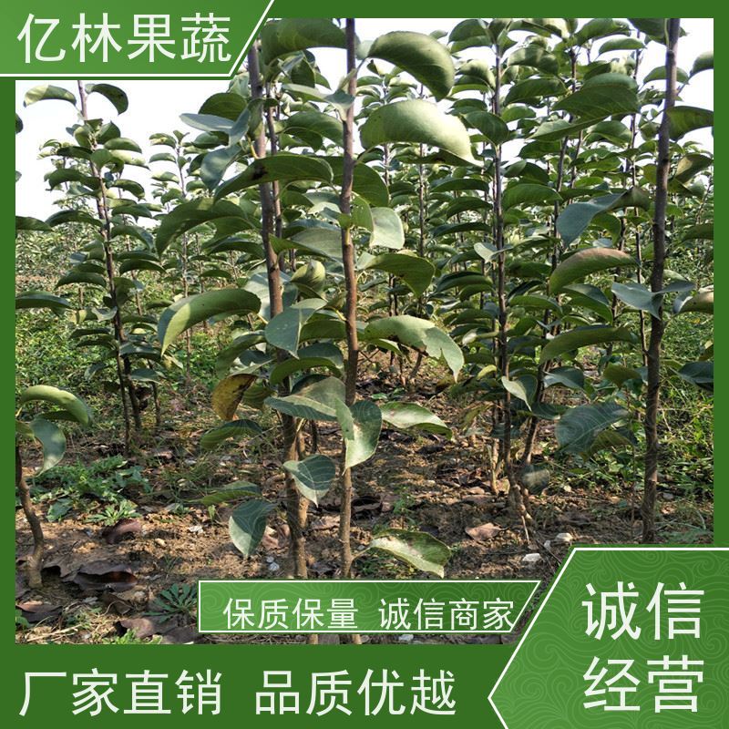 基地培育 黄桃苗 果树苗批发 当年结果 成活率高