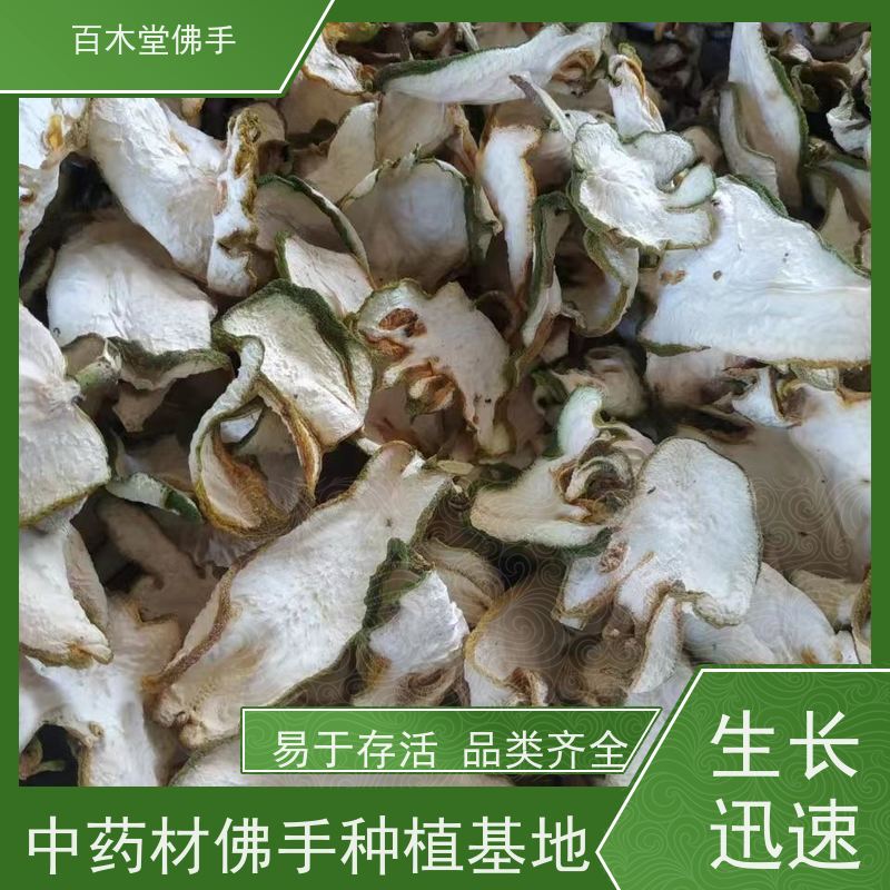 百木堂 川佛手 植株茂密 生长迅速 种苗基地直供