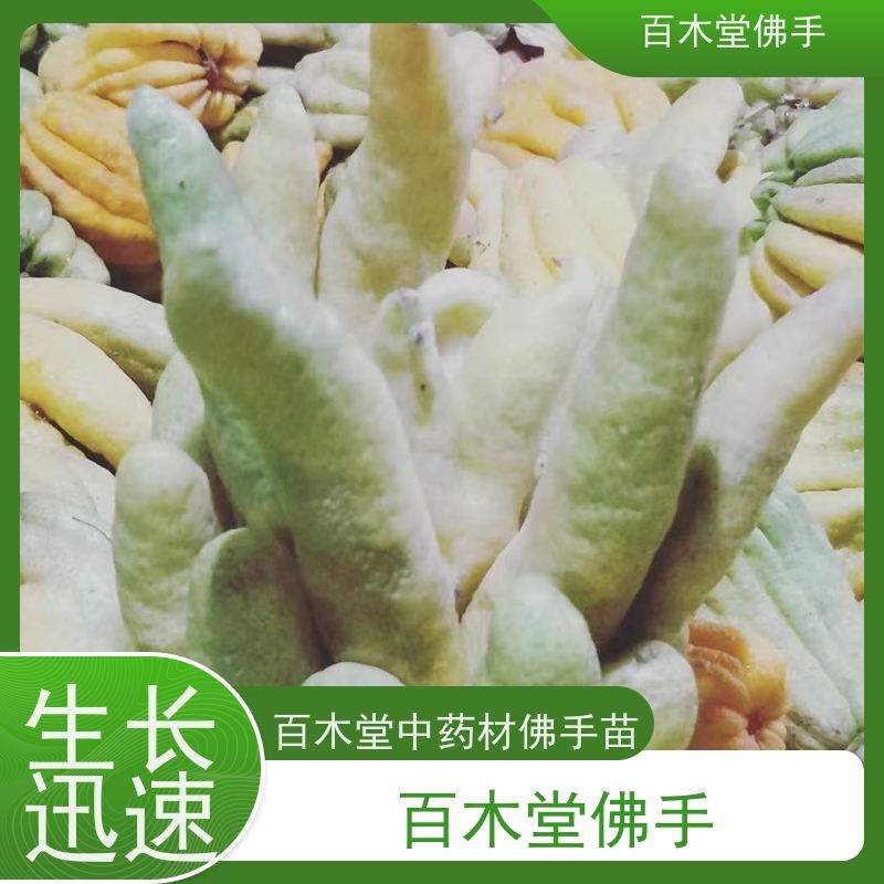 百木堂 金 佛手 枝叶紧密 美丽多姿 中药材种植基地 