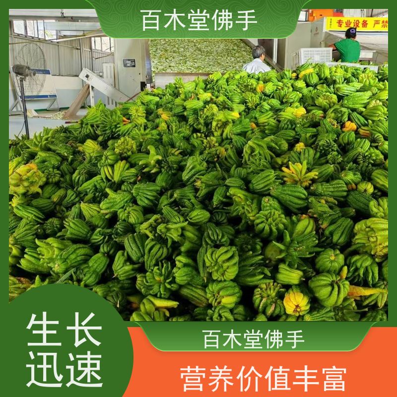 百木堂 川佛手 植株茂密 生长迅速 城市景观绿化树 