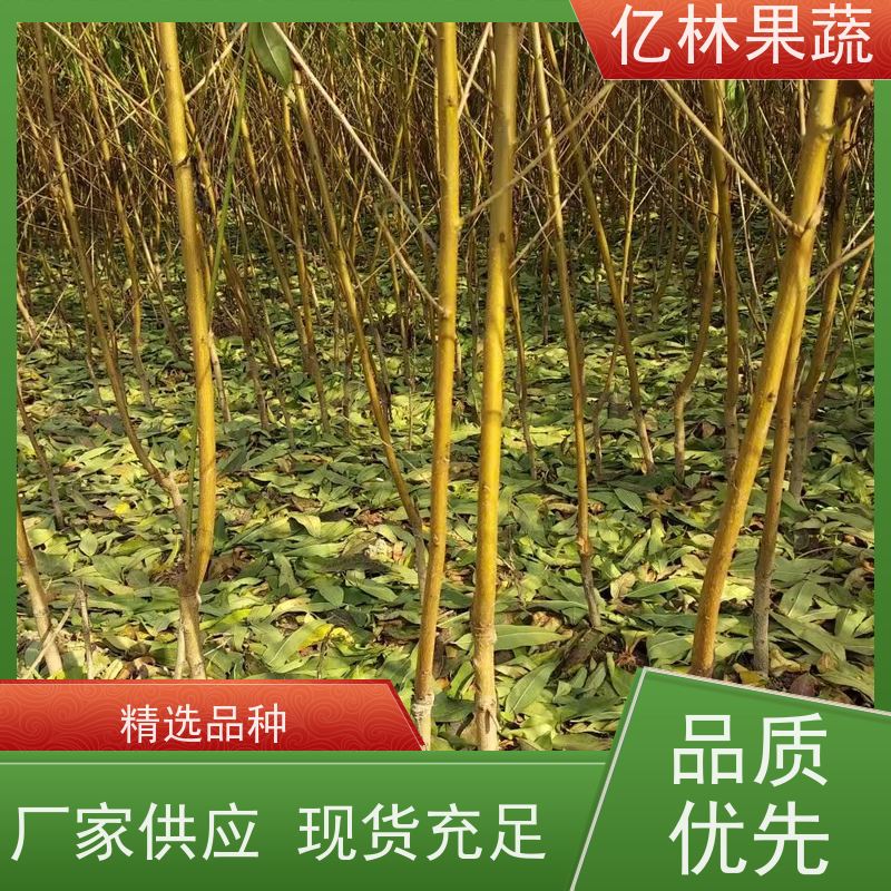 基地供应 黄桃苗 三公分现挖现发 品种齐全 易栽培桃树苗