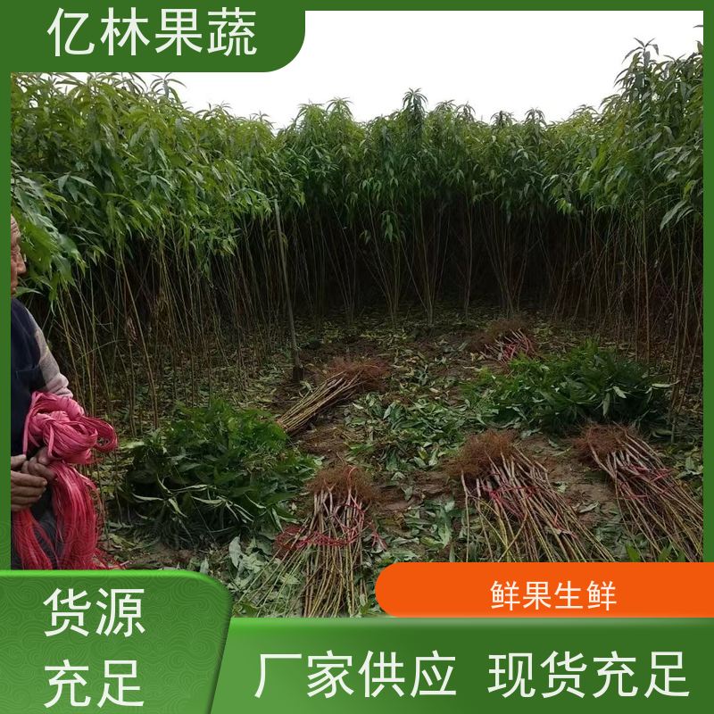 基地培育 冬桃苗 三公分现挖现发 品种齐全 成活率高