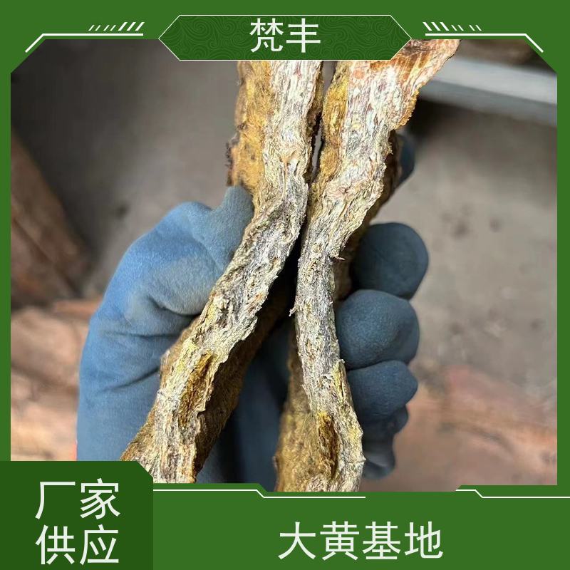 梵丰 大黄用途 现挖 好种 易活活 长期供应 诚信经营