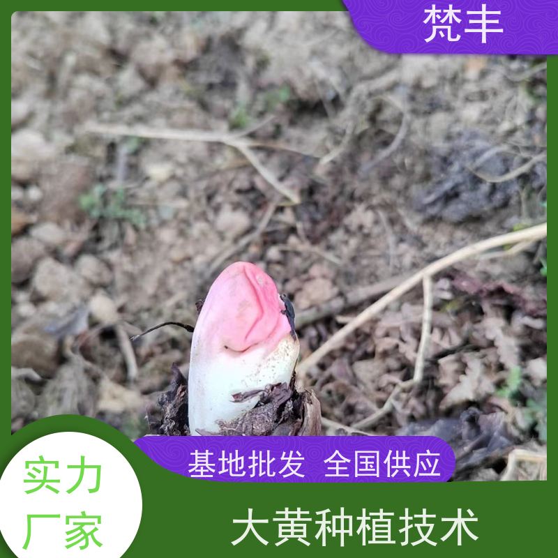 梵丰 大黄基地 中药材苗容易种活 在线接单 物流配送 