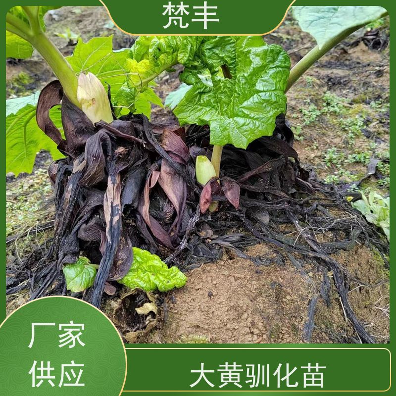 梵丰 大黄种子 活抗虫害全国发货 欢迎来电洽谈