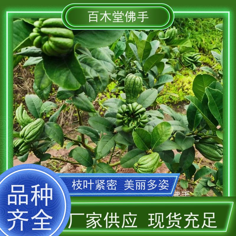 百木堂 川佛手苗 观赏植物 附加值高 园林景区栽植