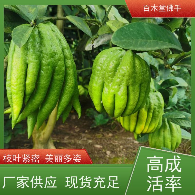 百木堂 广佛手苗 枝叶紧密 美丽多姿 中药材种植基地 