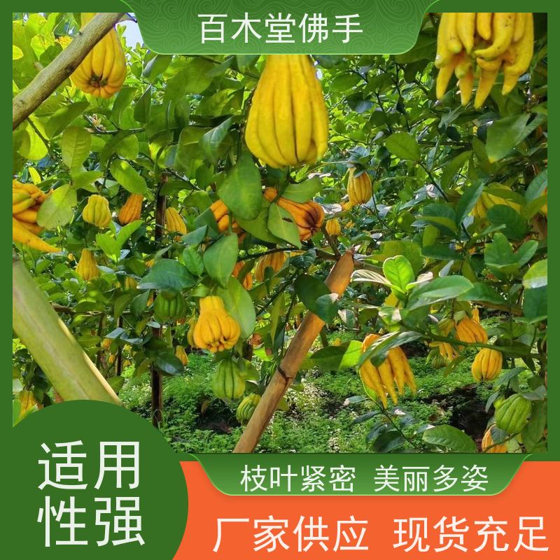 百木堂 川佛手苗 观赏植物 附加值高 城市景观绿化树 