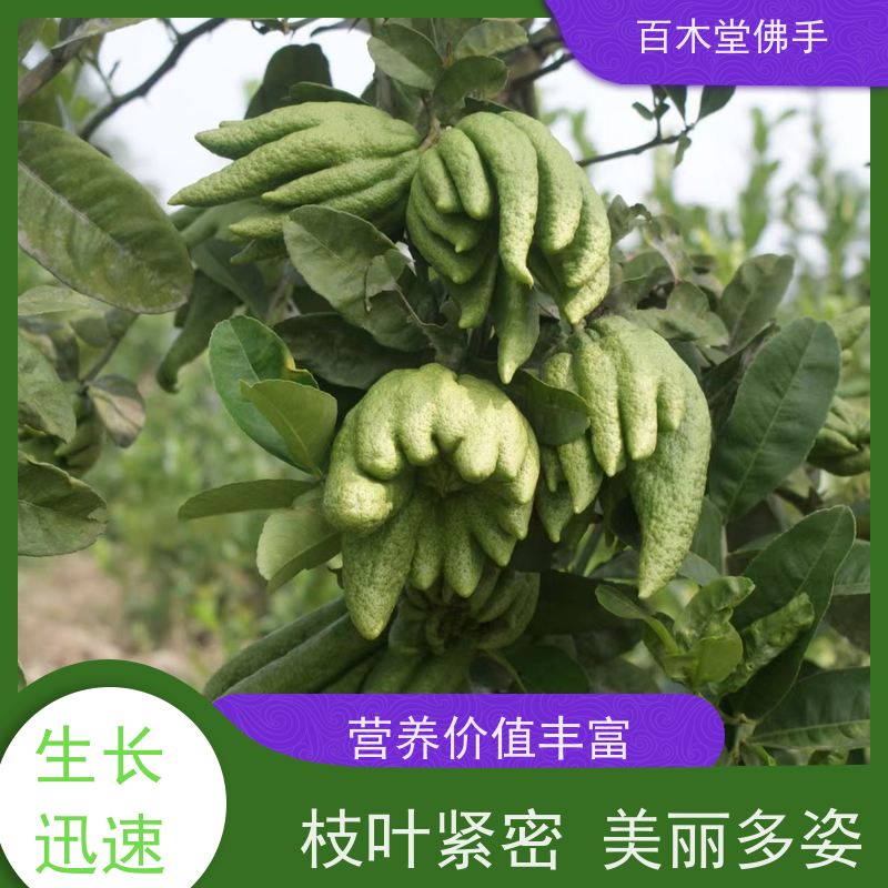 百木堂 广佛手苗 产量高 用途广泛 城市景观绿化树 