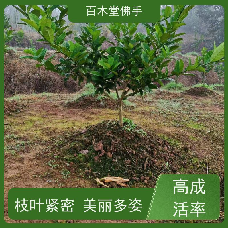 百木堂 川佛手苗 观赏植物 附加值高 中药材种植基地 