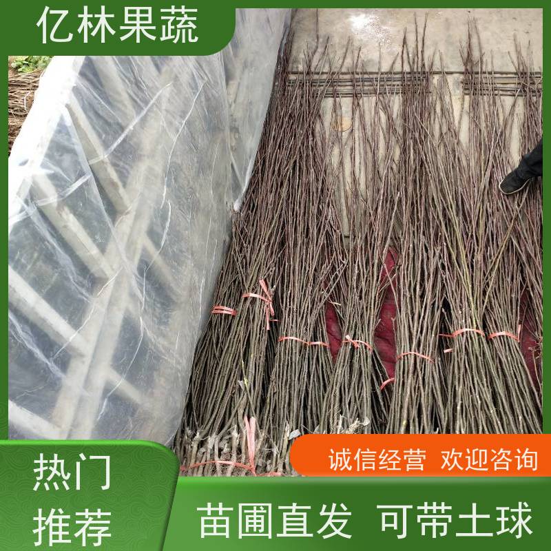 南北方种植 果树苗木 亿林果蔬 新梨七号苗 当年结果四季香脆