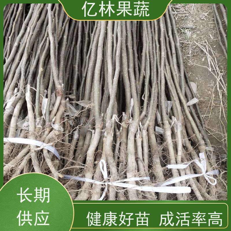 基地直销 新品种亿林果蔬 庭院种植地栽果树苗 味甜 无酸 成活率高
