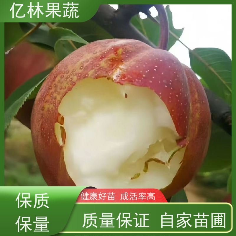 新品种亿林果蔬 果园种植 二年生翠冠梨苗 果皮细薄 肉脆汁多 基地直发
