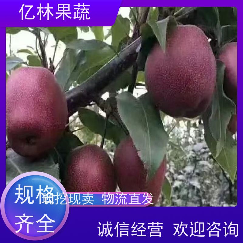 亿林果蔬示范基地 汁多肉细颜色美观 又名早酥红梨 保苗木成活率