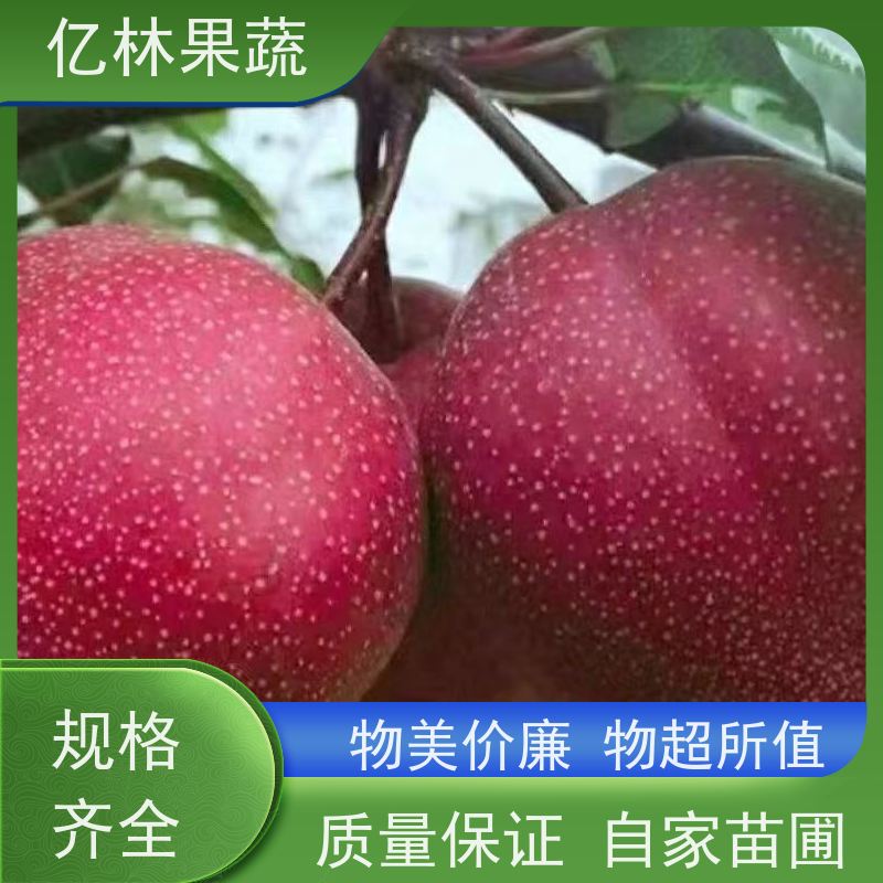 早酥红亿林果蔬嫁接 南方北方种植 库尔勒香梨苗 鸭梨香梨 梨树苗