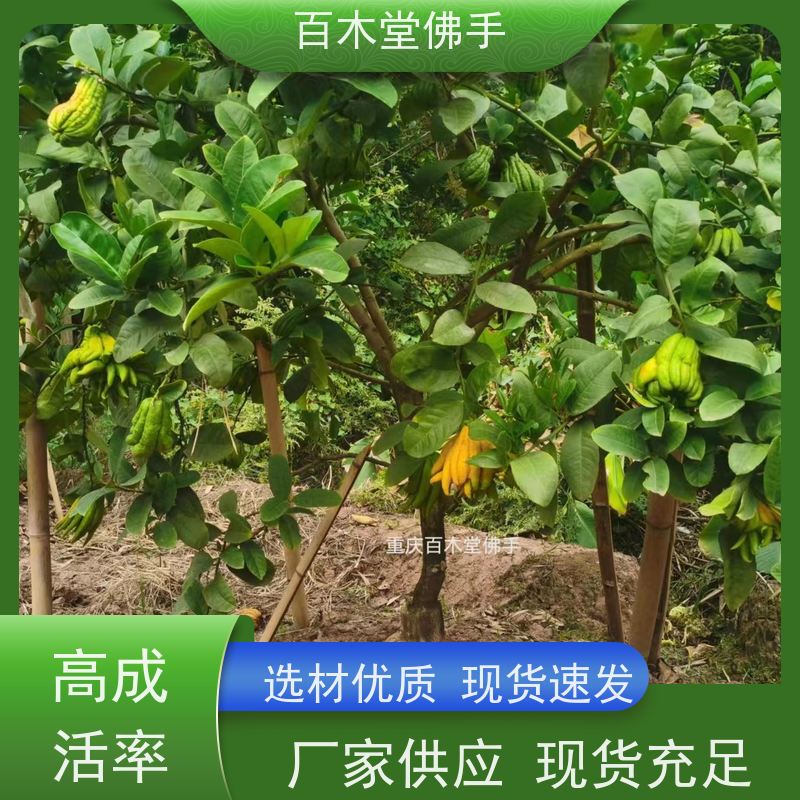 百木堂 川佛手苗种植技术 高成活率 较耐干旱 用于室内外盆景