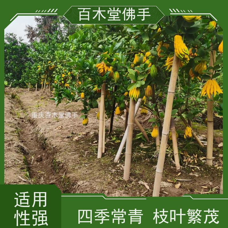 百木堂 川佛手苗种植技术 树形丰富 成活率高 用于室内外盆景
