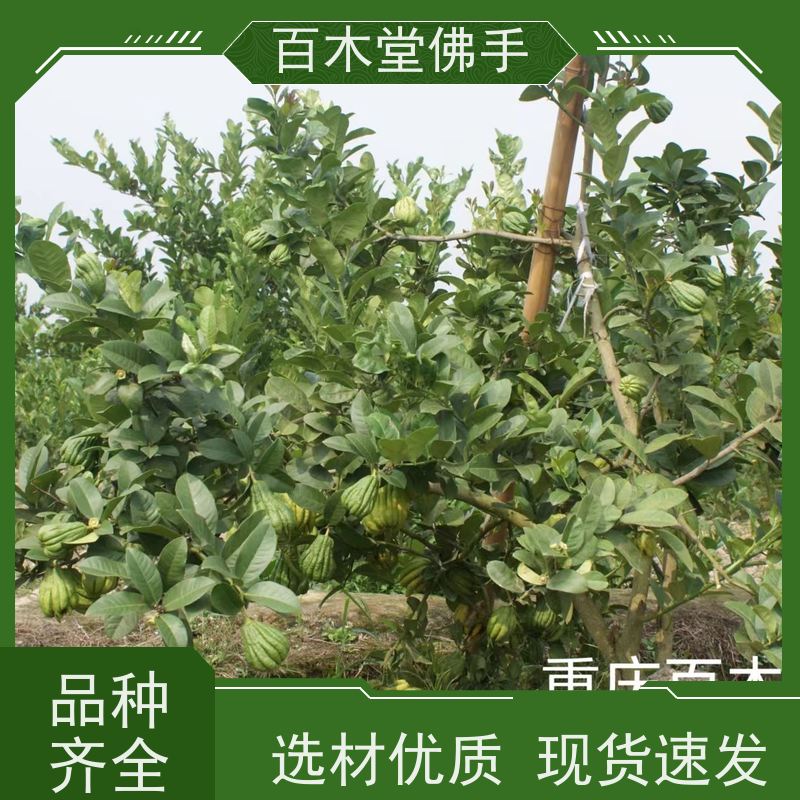 百木堂 佛手柑苗种植技术 生长迅速 品种齐全 道路绿化行道苗