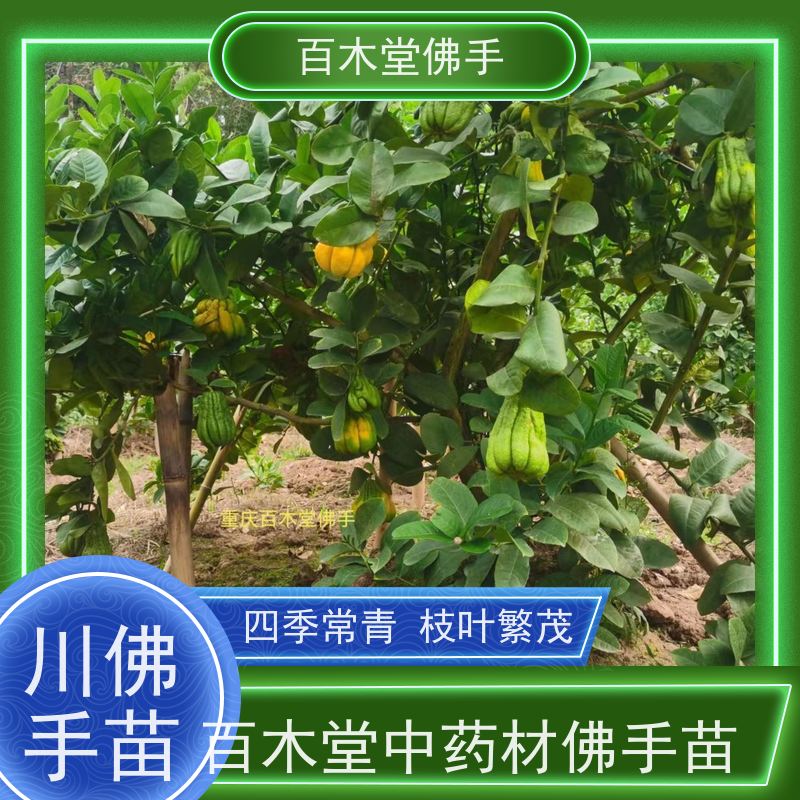 百木堂 佛手柑苗种植技术 高成活率 较耐干旱 道路绿化行道苗