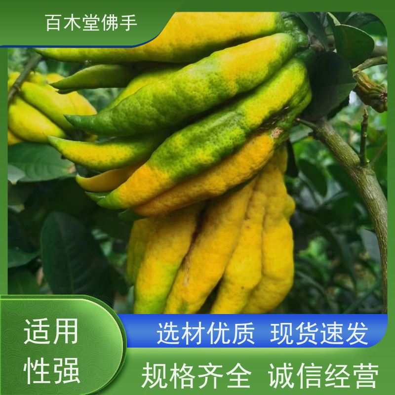 百木堂道路绿化行道苗柠檬种植适用性强 生长迅速
