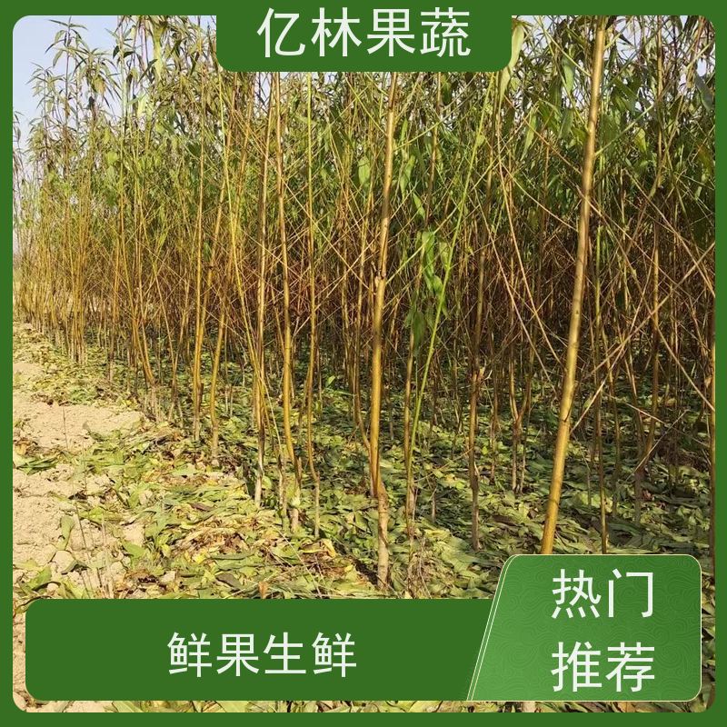 基地供应 冬桃苗 园林绿化果树苗 抗寒能力强 成活率高
