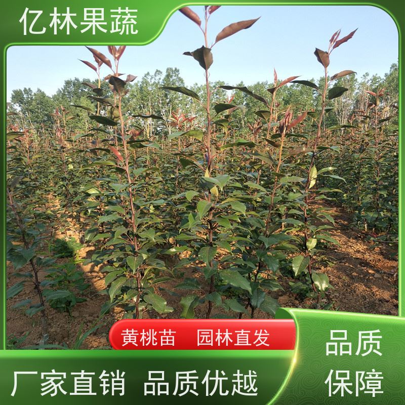 亿林苗木 园林嫁接桃苗 盆栽地栽庭院桃树苗苗 根系饱满成活率高