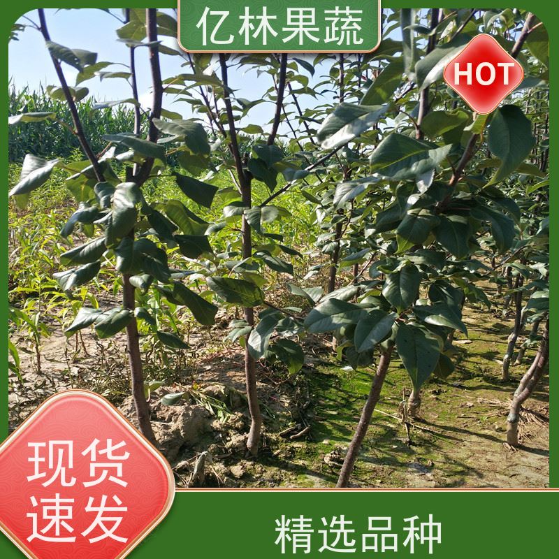 基地培育 冬桃苗 桃树果苗批发 自家园林 成活率高