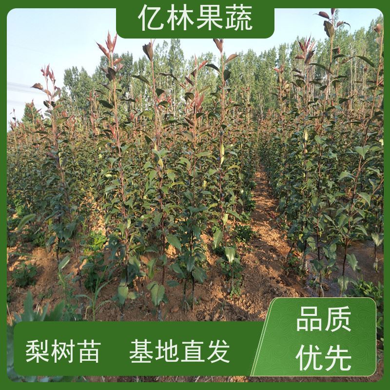 基地供应 园林嫁接桃苗 晚熟品种桃 口感脆甜 成活率高
