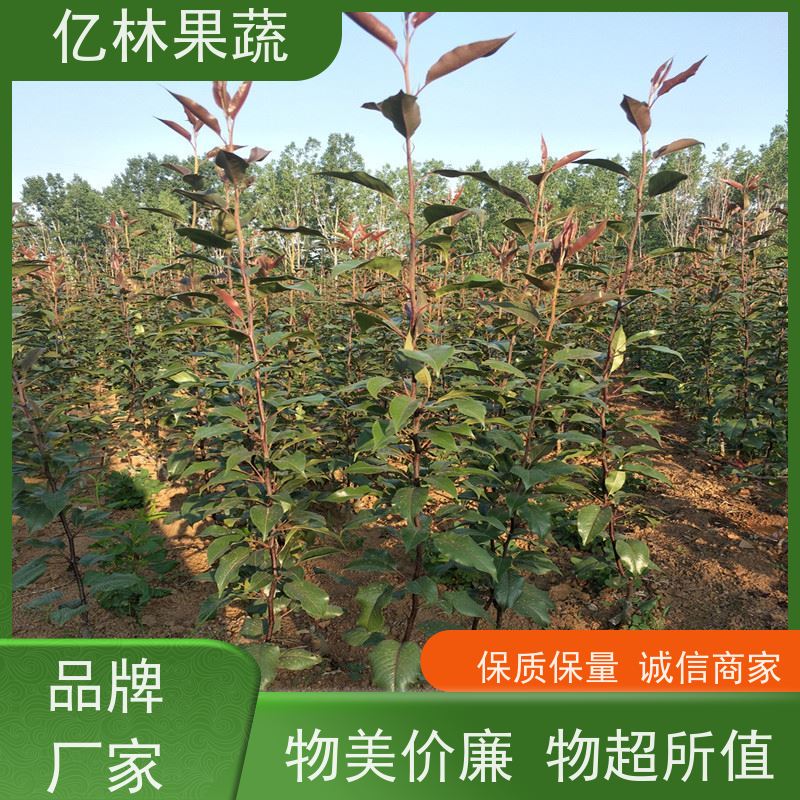 亿林苗木 油桃苗 嫁接技术指导 抗寒能力强 易栽培桃树苗